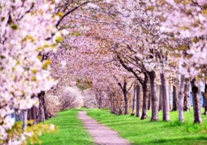 お花見ワイン会　桜並木